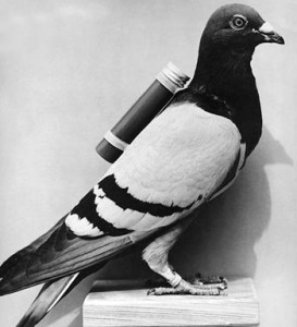 carrier_pigeon